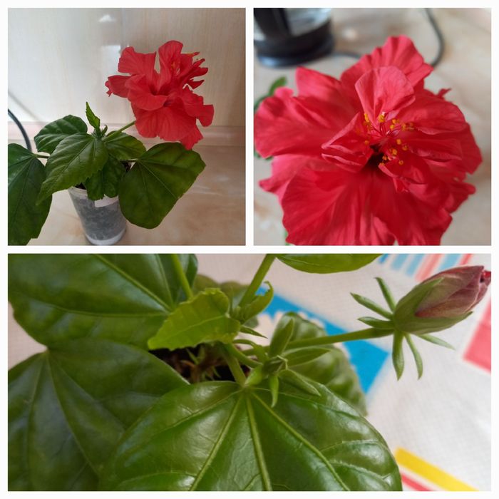 Цветы  для  дома