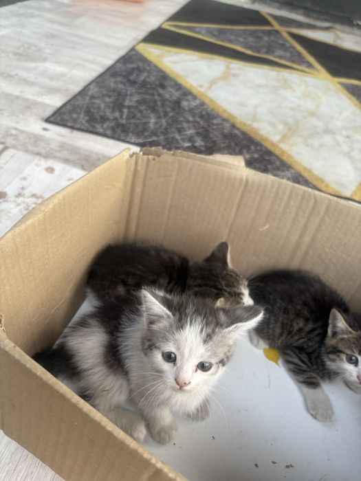 Продам 3 котят за 10 000
