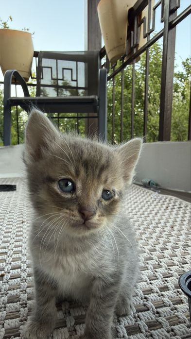 Котята  бесплатно