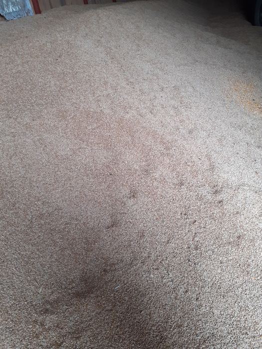 Vand porumb fundulea si triticale