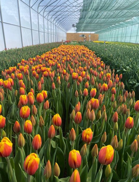 Тюльпаны оптом. В городе есть склад