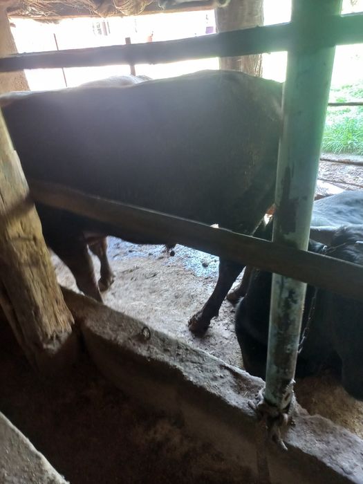 Buqalar sotiladi kelishilgan narxlarda