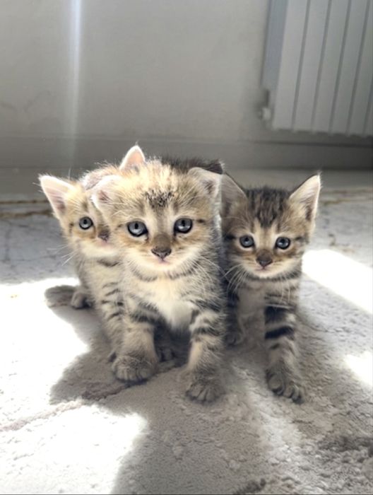 Продаются очаровательные котята Три Сестрички