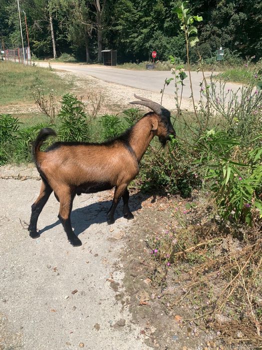 Capre si țapi Alpina Franceza - tineri, deparazitati