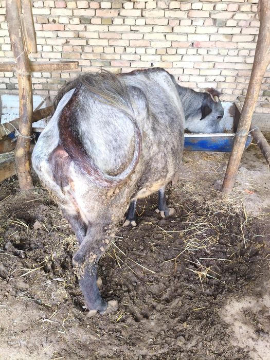 Ona bola sigir sotiladi