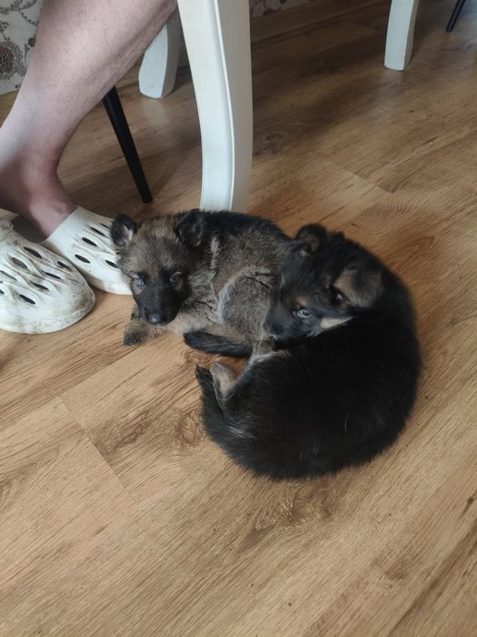 Щенки немецкой овчарки