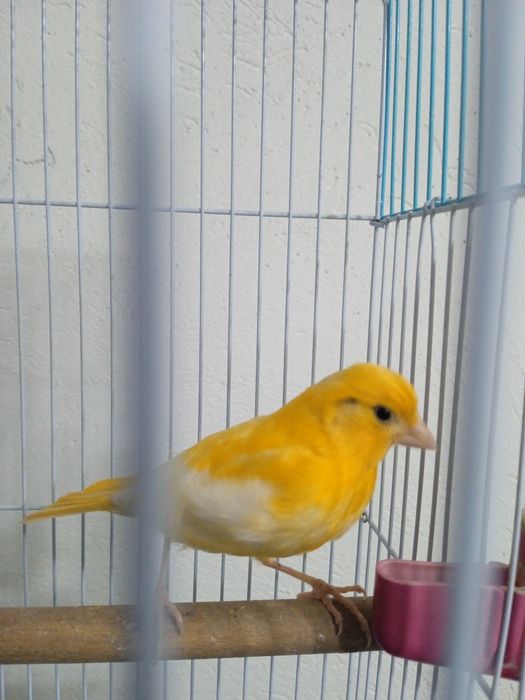 Кеноры Крупные. .