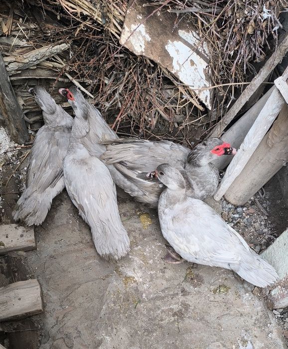 ГЕРМАНСКИЙ индоутка Таййор бизнес