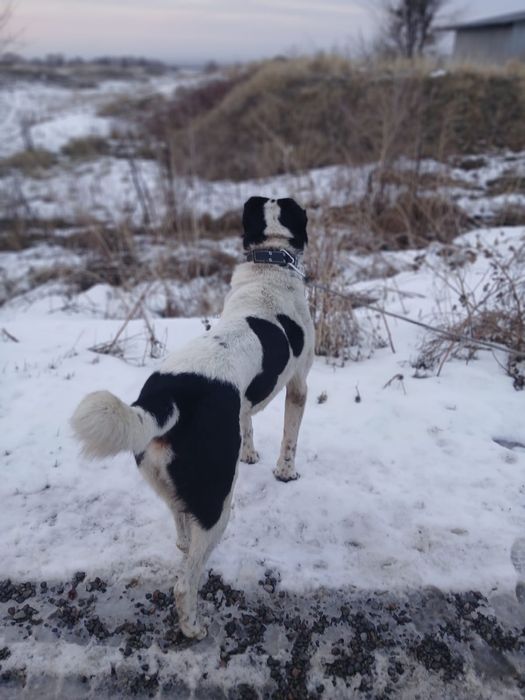 Продам алабая боец