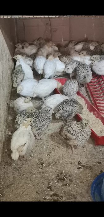 Pui de Prepelițe