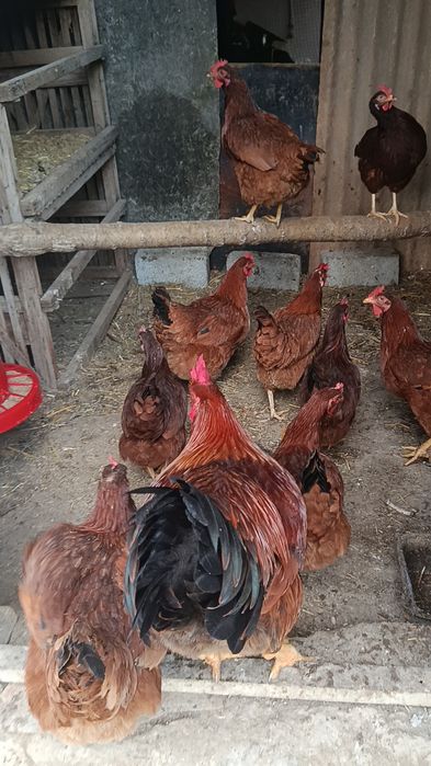 Корея Хан ҳеяп  жўжалари