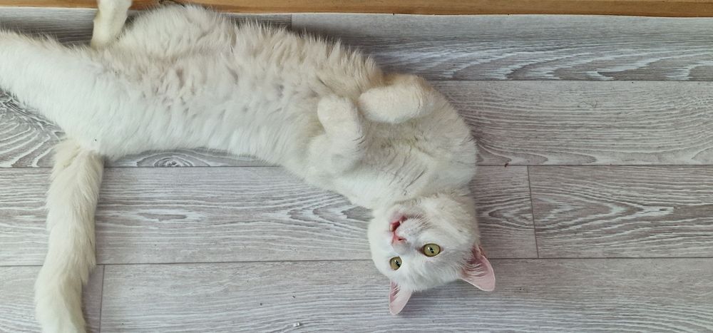 Отдам кота в хорошие руки.