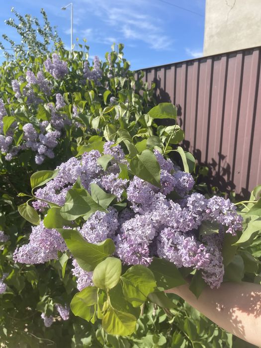 Сирень букет жасаймыз