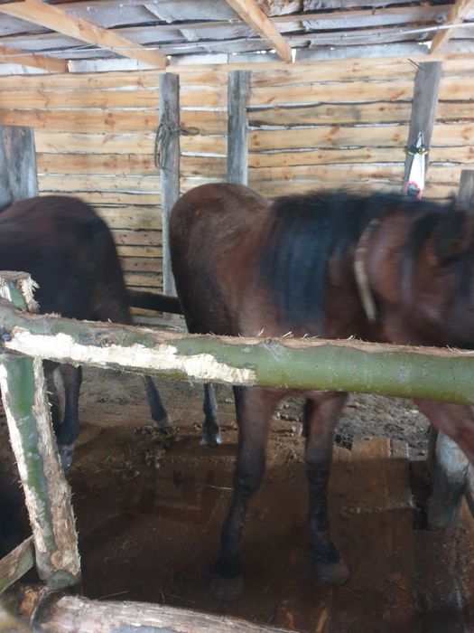 Тай с откорма 2 головы