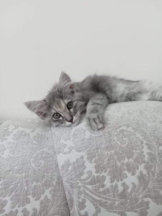 Отдам котенка в добрые руки
