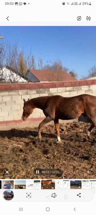 Тай,байтал,ат,жылкы