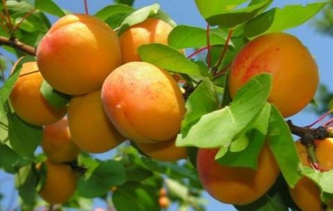 Урик Залдори кучатлар бор 100% К