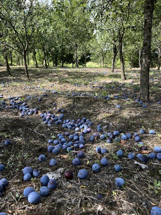 Vând prune pentru țuică gata culese