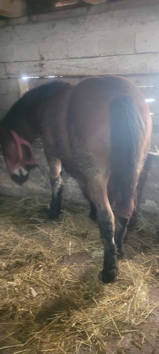 Manz de vanzare  din cai semigrei