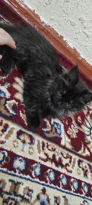 Катенька бесплатно отдаём