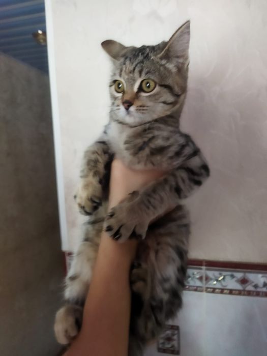 Отдам в добрые руки котенка