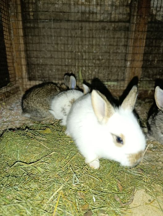 Jaydari quyon bollari