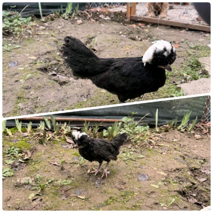 Пилета Струмски и югозападен стандарт