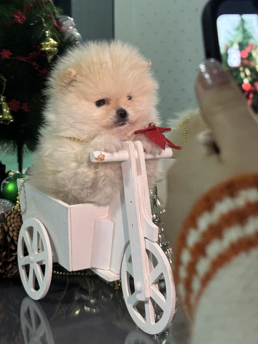 Померан мъжко