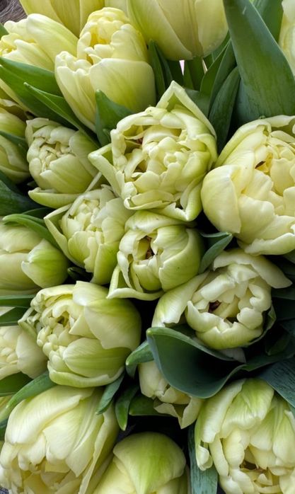 Тюльпаны свежие 25шт банч