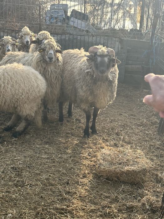 Berbec tanar de vanzare