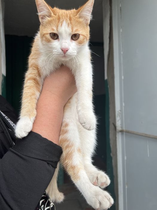 Отдам котика в хорошие руки