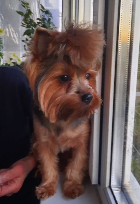 Вязка. Йорк мальчик