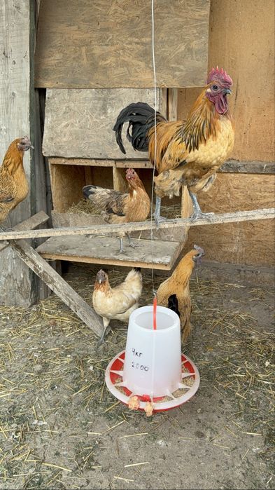 Лакиданзи куры петушок