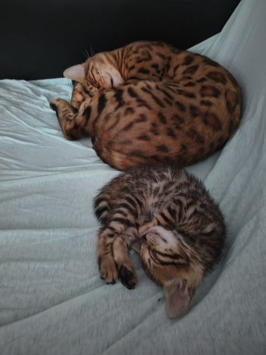 Pui Bengal gata de adopție începând cu data de 15 Octombrie