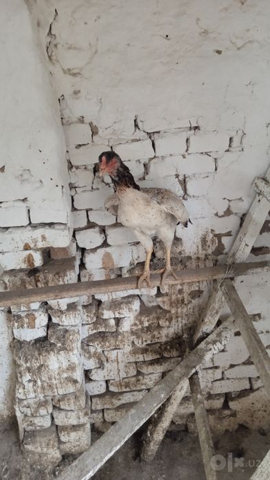 Продаются 2 дакяновские курицы