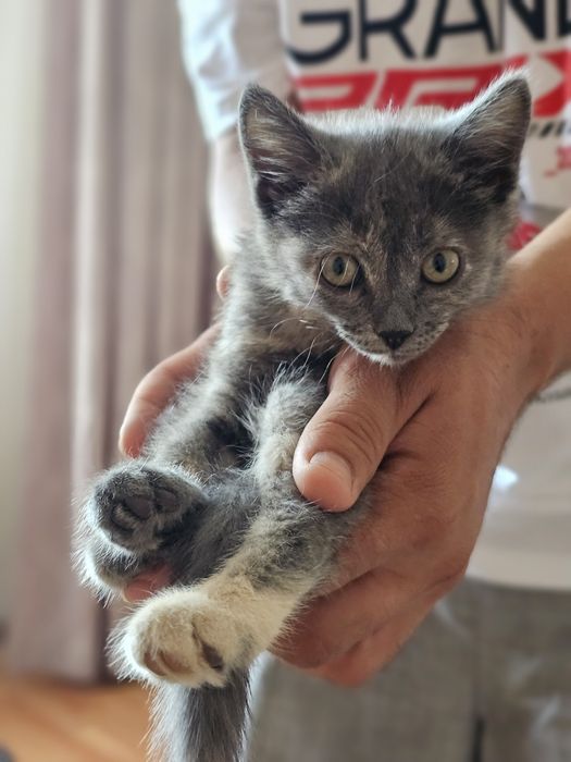 Котенок в добрые руки ( вроде кот)