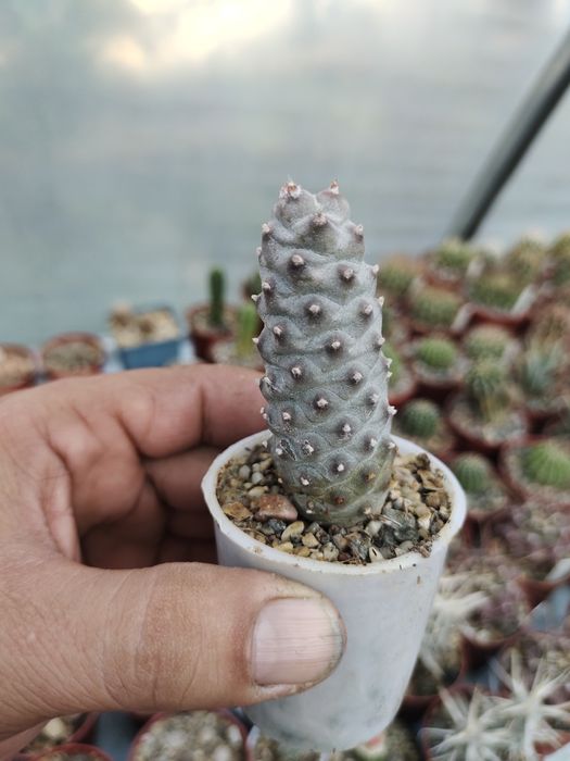 Продаются домашние суккуленты