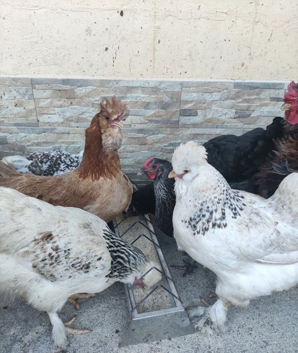 Ouă incubație găini mixt