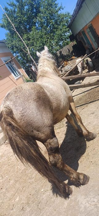 Vand cal sur -12 ani