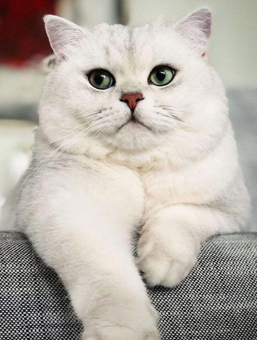 Алматы Шиншиллы Серебро