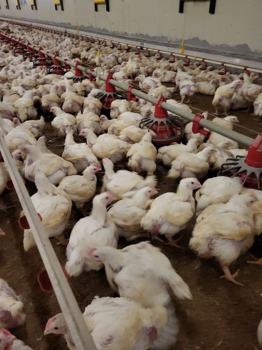 Pui rasă mixtă si pui alb de carne