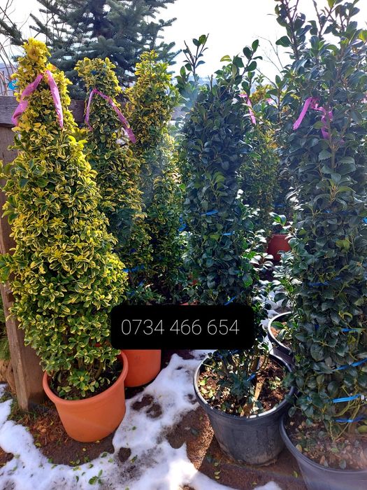 Tuia smaragd  catalpa mesteacăn