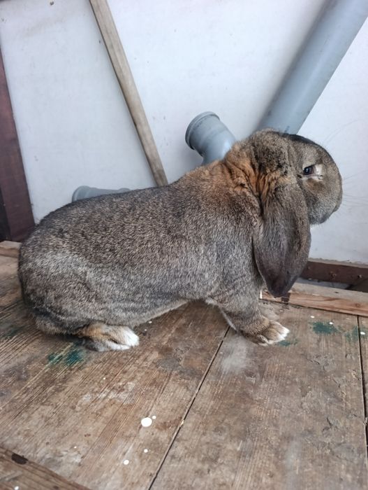 Mascul Berbec German rasă mare din 07.01.2025