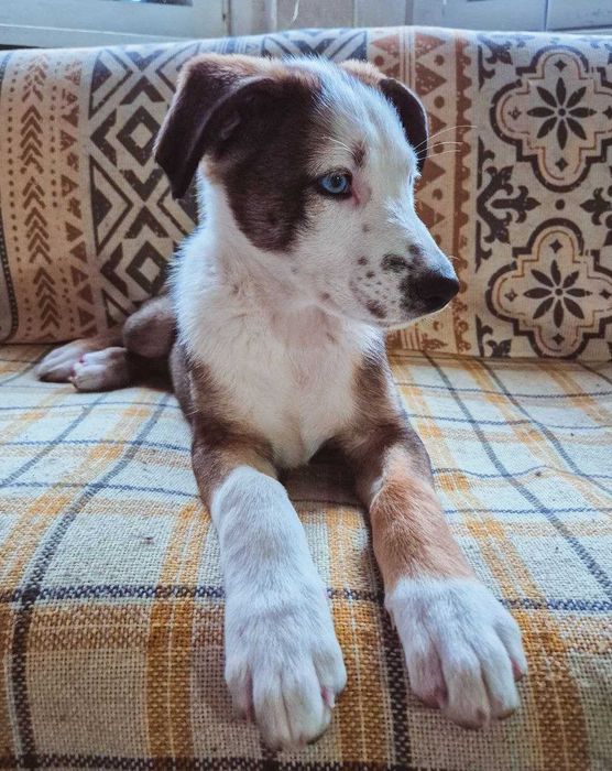 Малыши в добрые руки