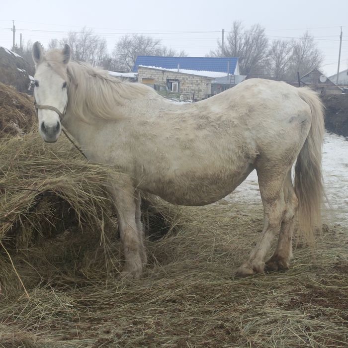 БИЕ сатамын 8 жаста