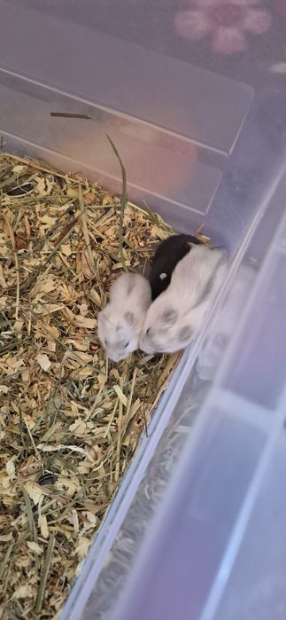 Pui de hamster siberian