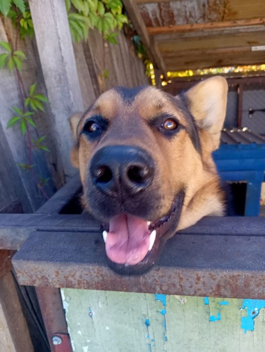 Ищем девочки для нашего красавчика