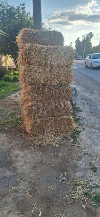 Сомон лойга пресс