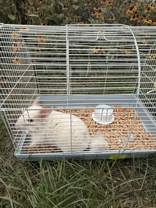 Продам Шиншилу ,мальчик