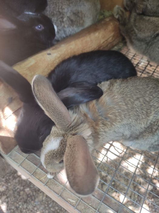 Крольчата 1,5 месячные